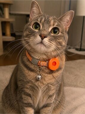 Orange Cat Collar with Orange air tag holder